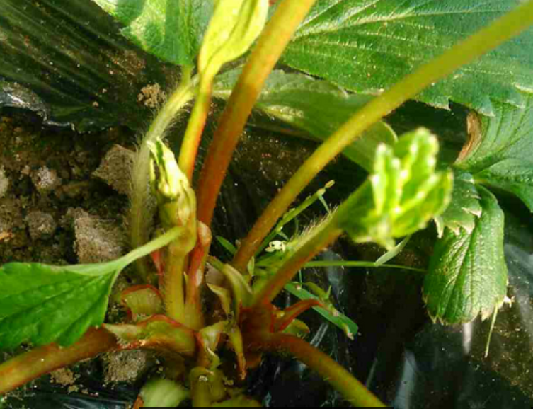 草莓芽线虫病